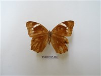 藏品(曲紋黛眼蝶)的圖片